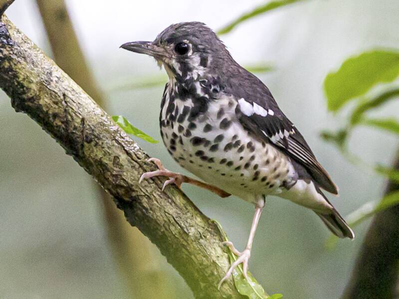 Ashy Thrush, 照片 3