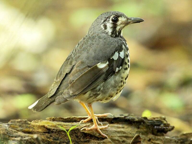Ashy Thrush, 照片 2