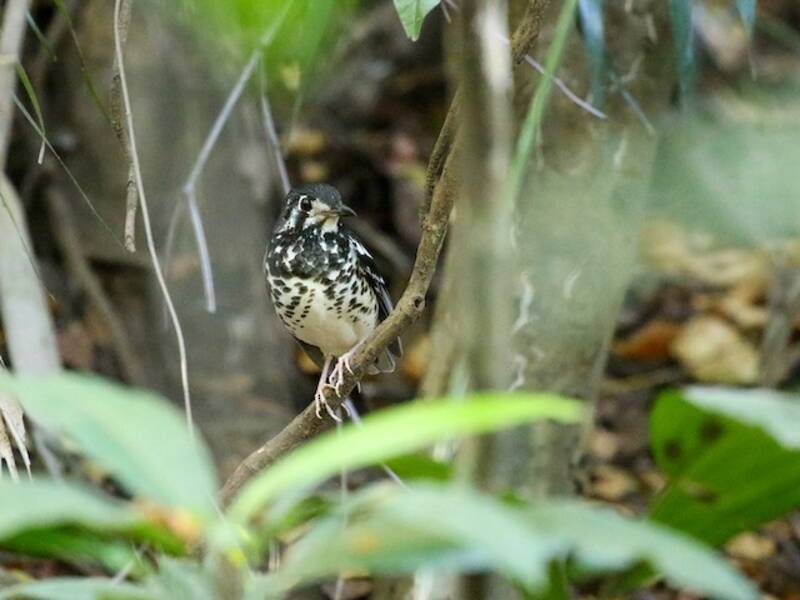 Ashy Thrush, 照片 4