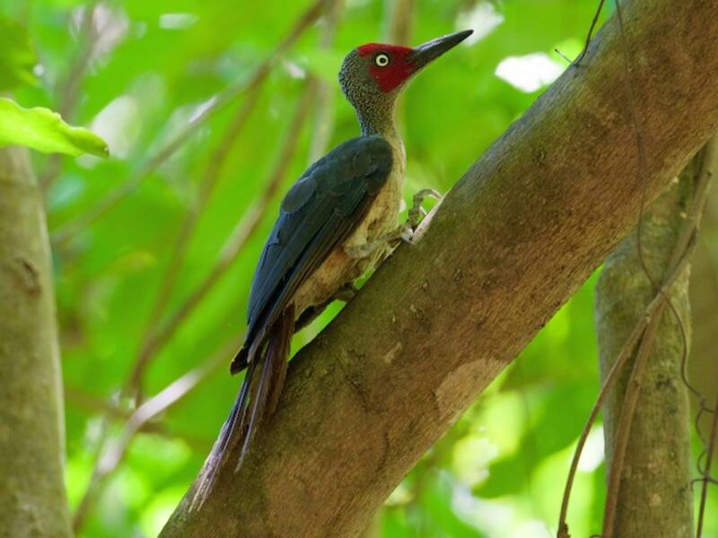 Ashy Woodpecker, Photos 4