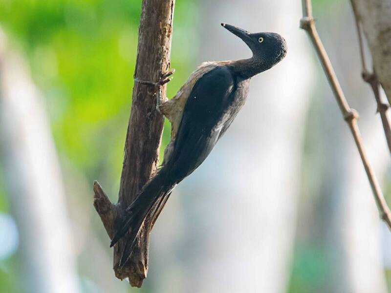 Ashy Woodpecker, Photos 3
