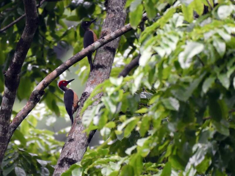 Ashy Woodpecker, Photos 2