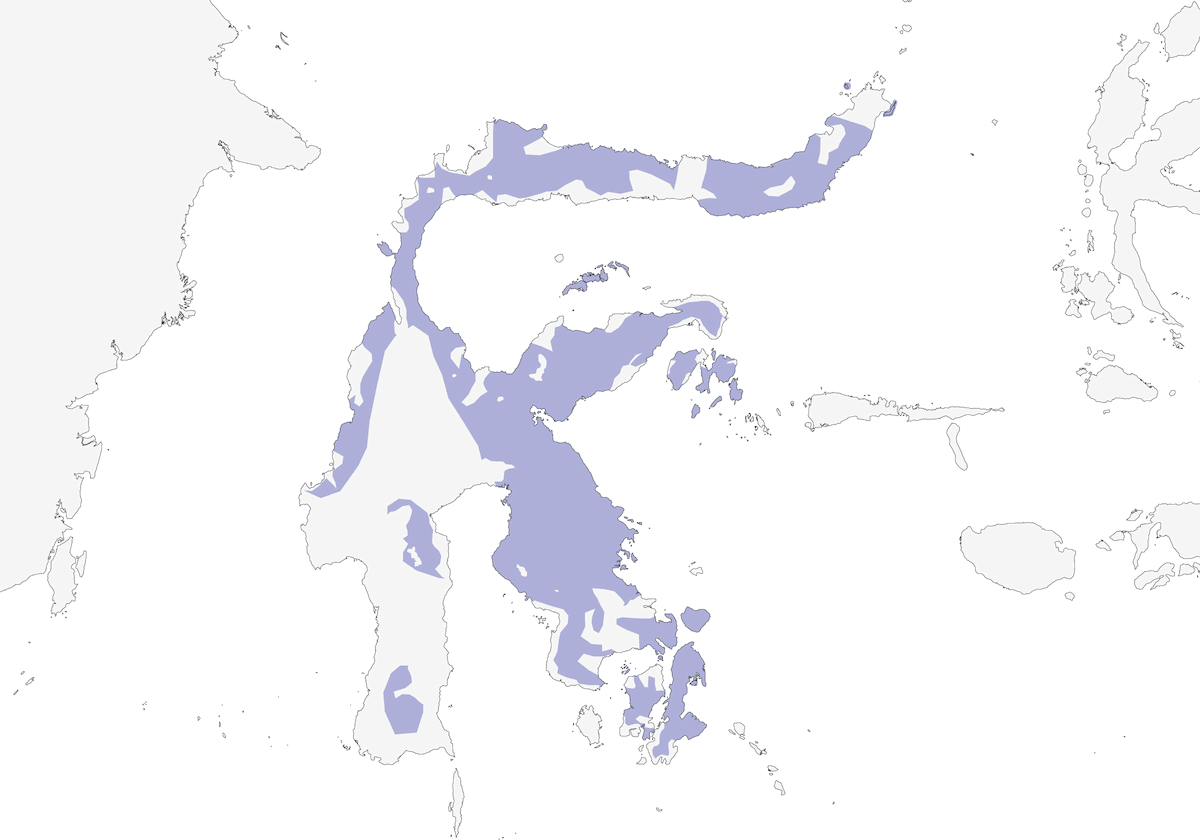 Ashy Woodpecker, Distribution 1