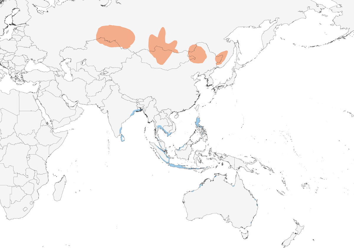 Limnodrome d'Asie, Distribution 1