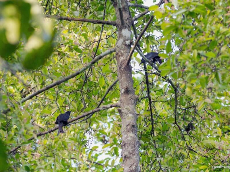 Drongo cuculo codafalcata