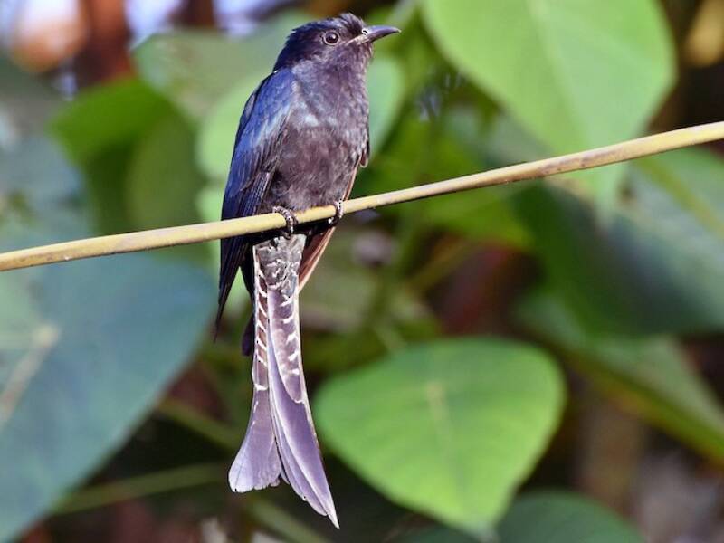 Drongo-cuco de cola ahorquillada, Fotos 3