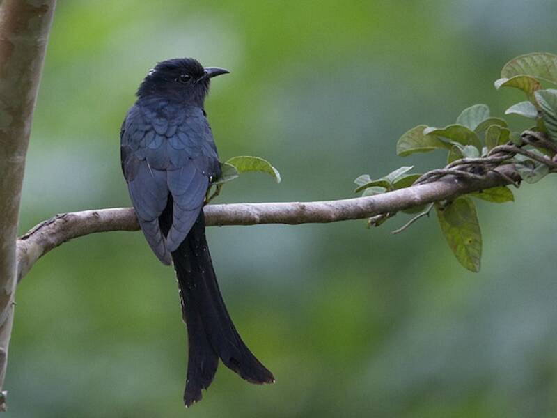 Drongo-cuco de cola ahorquillada, Fotos 2