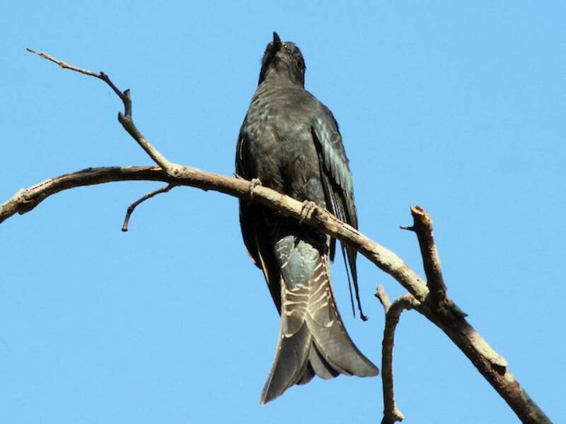Drongo-cuco de cola ahorquillada, Fotos 4