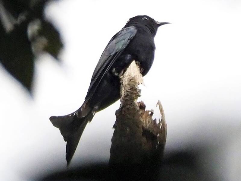 Cuco Drongo Moluqueño