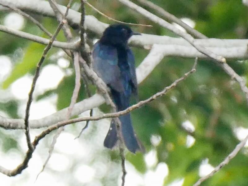 Cuco Drongo Moluqueño, Fotos 2