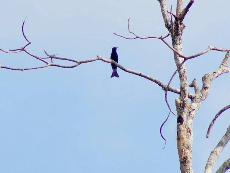 Cuco Drongo Moluqueño, Fotos 3