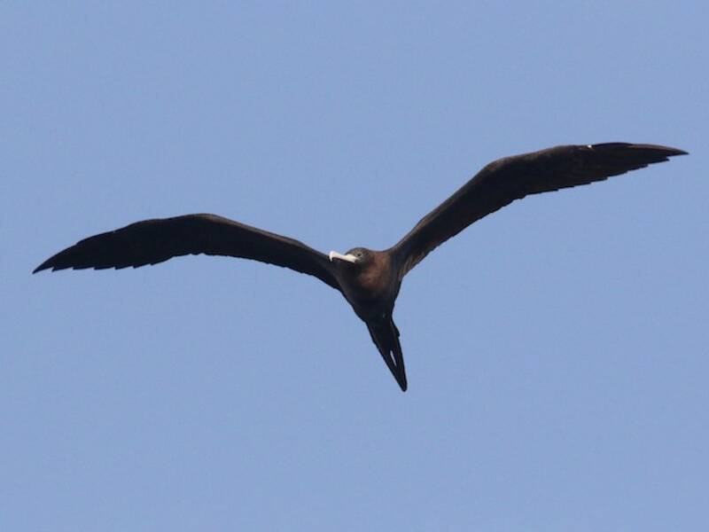 Fregata di Ascension, Foto 4