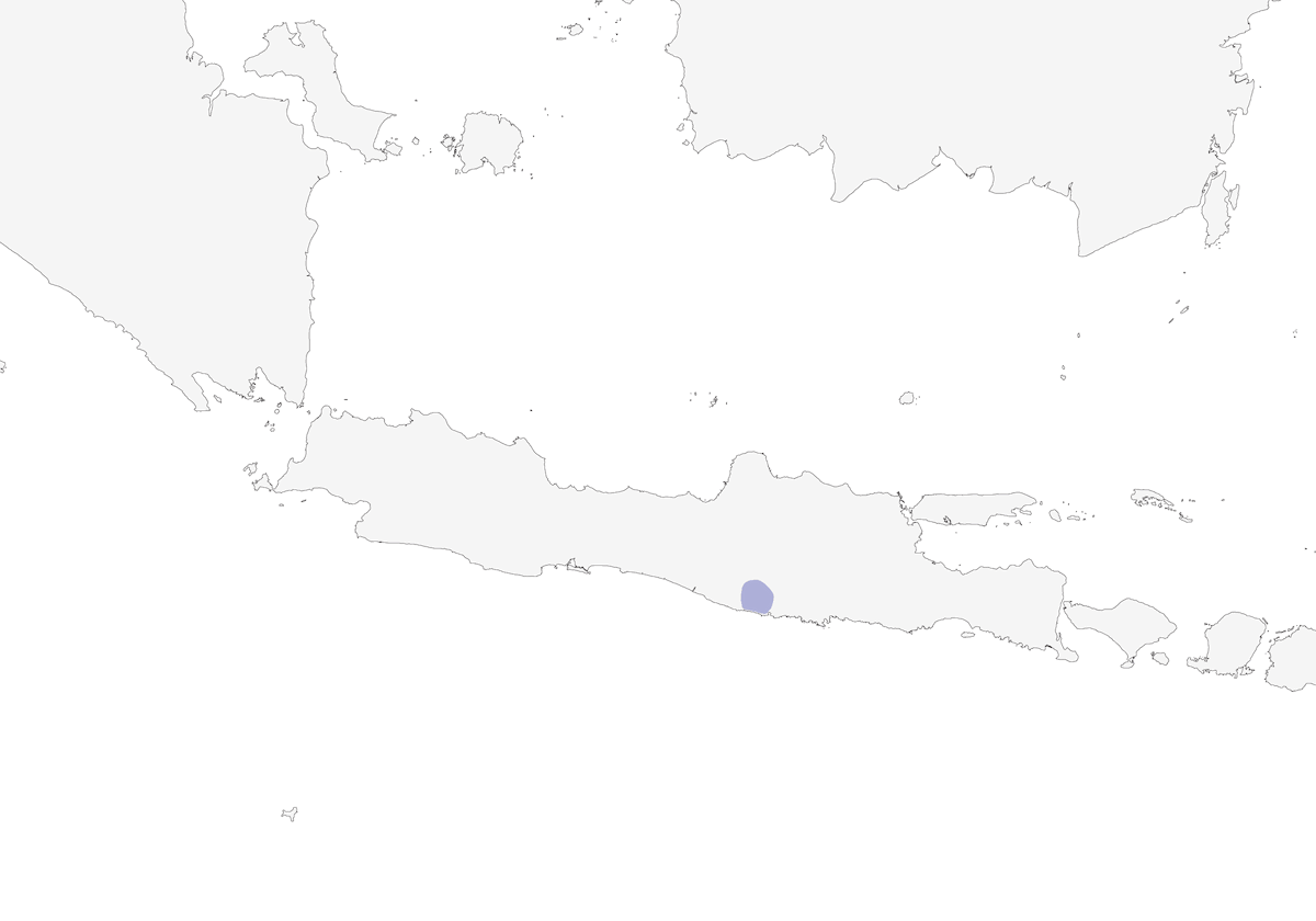 Estornino Pío de Java, Distribución 1
