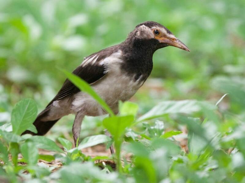 Siamese Pied Starling