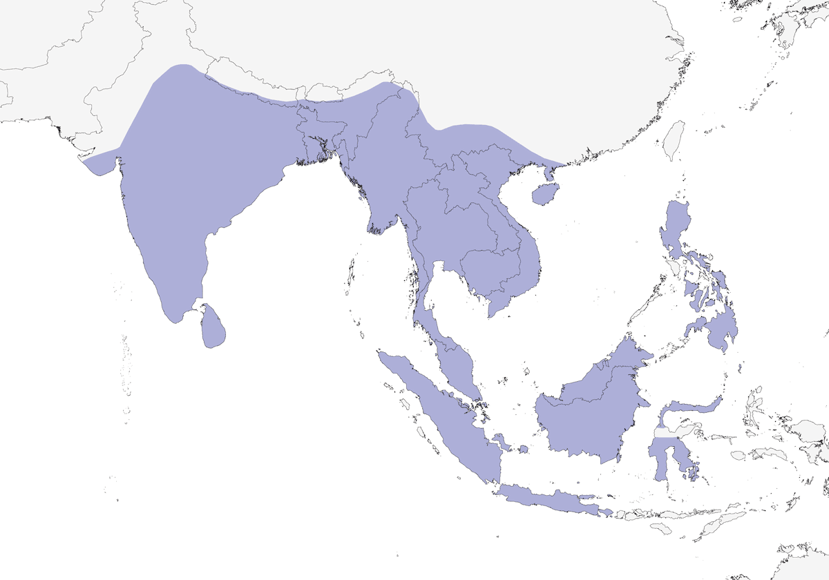 Martinet des palmiers asiatique, Distribution 1