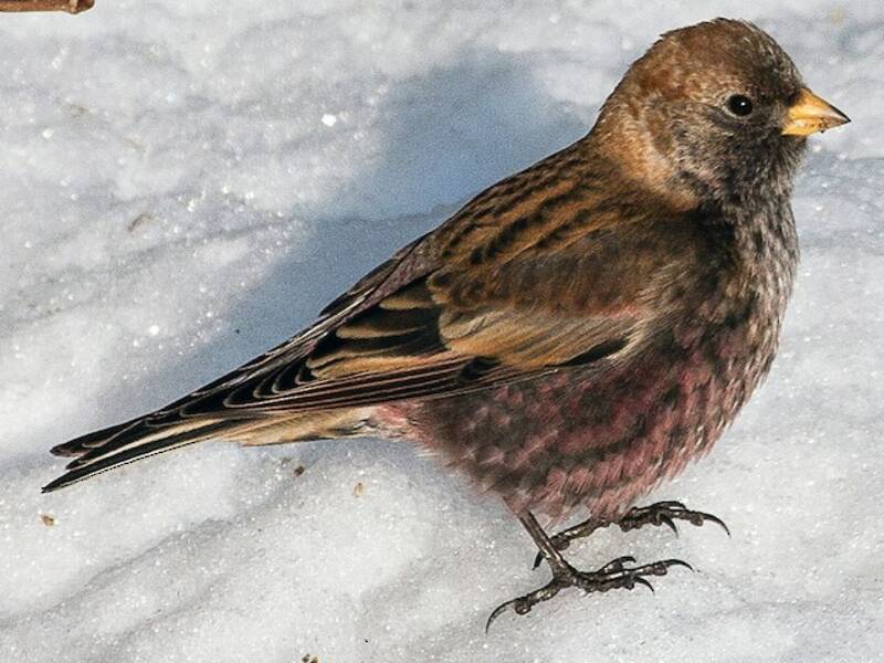 Asian Rosy-Finch, 照片 4