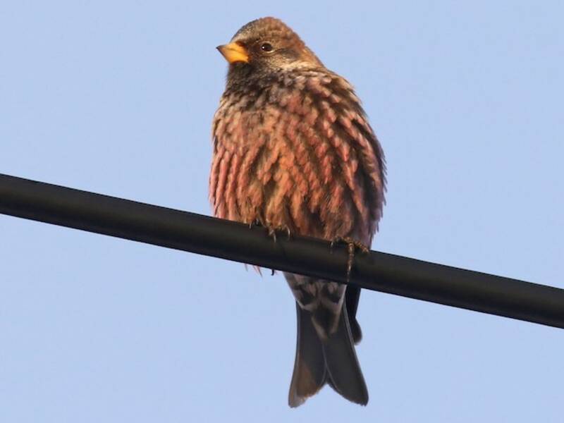 Asian Rosy-Finch, 照片 2