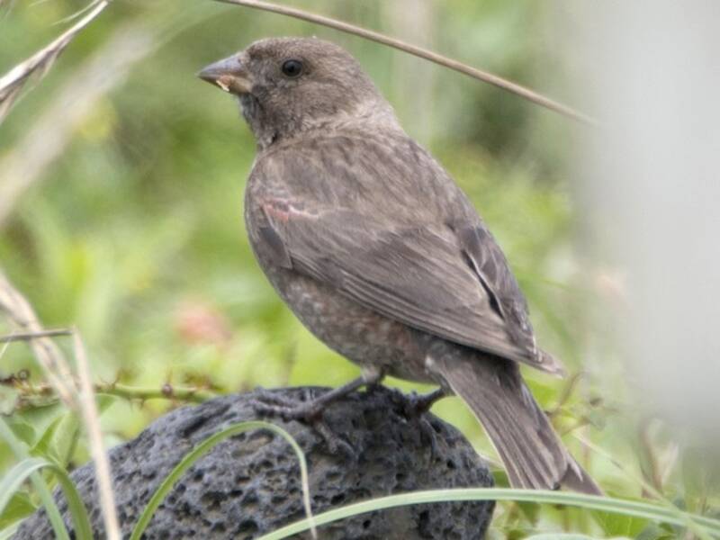 Asian Rosy-Finch, 照片 3