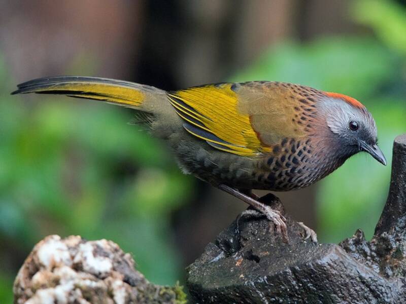 Garrule ridens dell'Assam, Foto 4