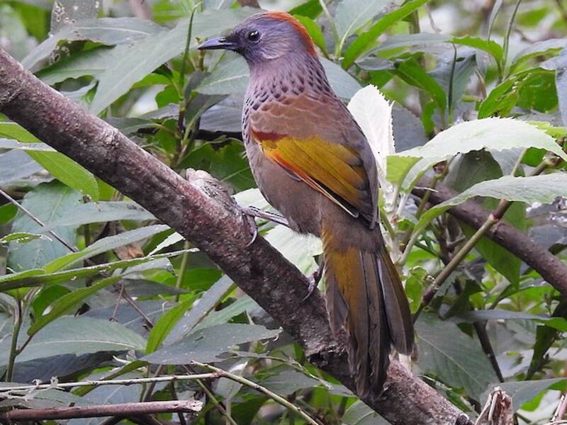 Garrule ridens dell'Assam, Foto 3
