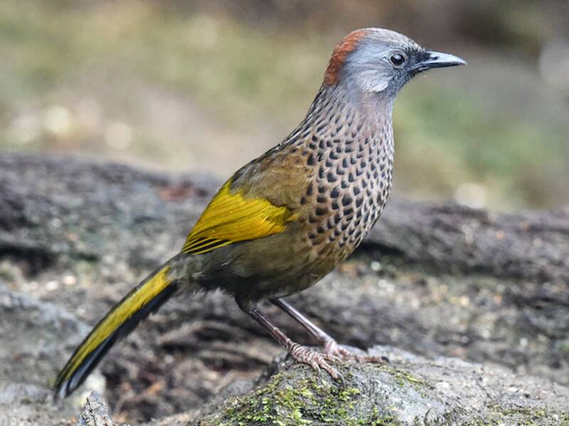 Garrule ridens dell'Assam, Foto 2