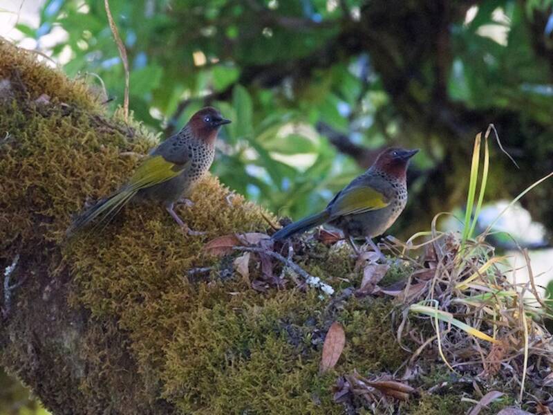 Garrule ridens dell'Assam