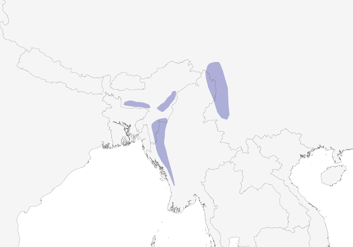 Garrule ridens dell'Assam, Distribuzione 1