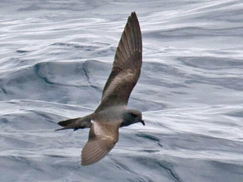Uccello delle tempeste cenerino, Foto 2
