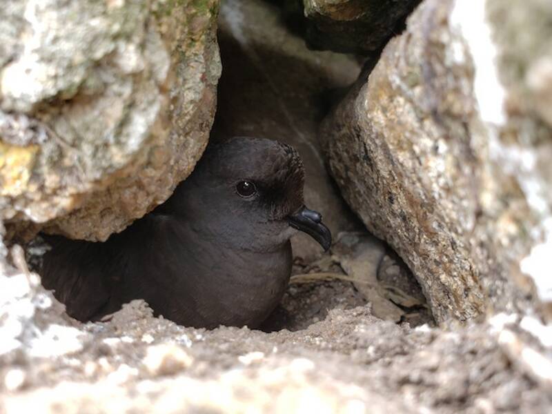 Uccello delle tempeste cenerino, Foto 4