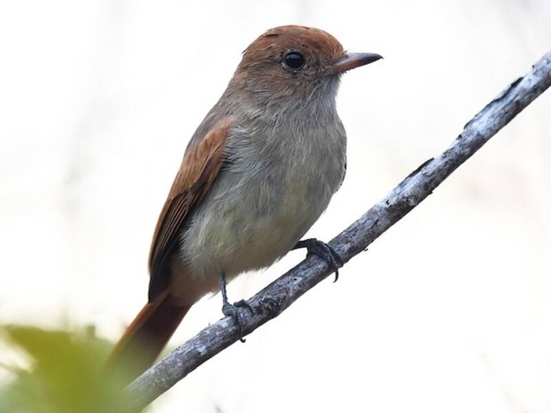 Ash-throated Casiornis, 照片 3