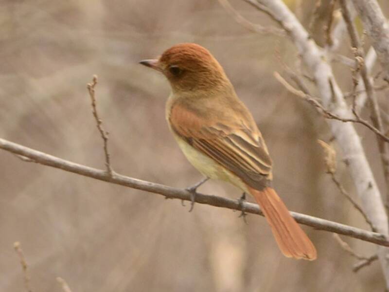Casiornis Gorgicinéreo