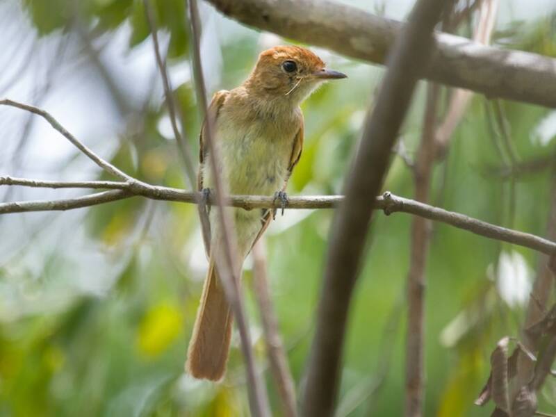 Ash-throated Casiornis, 照片 2
