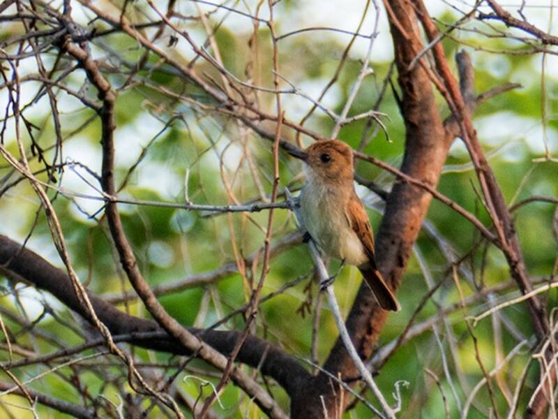 Ash-throated Casiornis, 照片 4