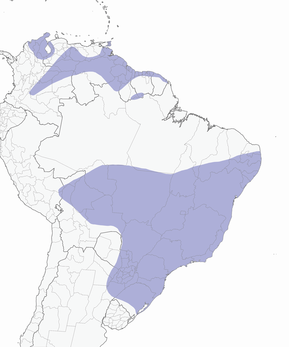 Porzana dalla gola cinerea, Distribuzione 1