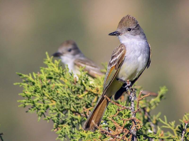 Ash-throated Flycatcher (Myiarchus cinerascens)