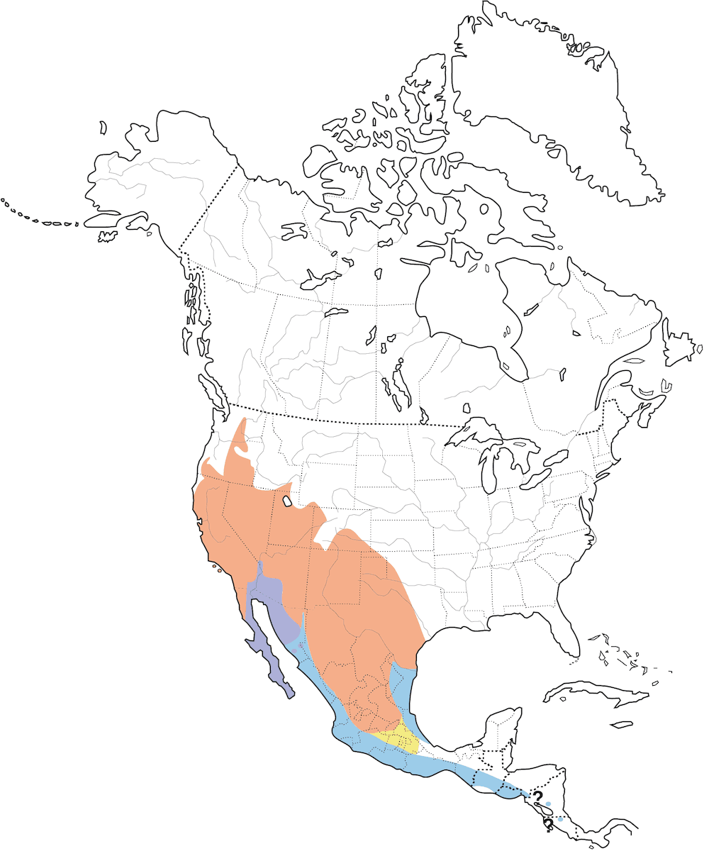 Mosquero gorjicenizo, Distribución 1