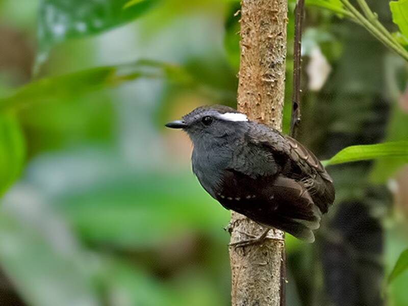 Ash-throated Gnateater, 照片 4