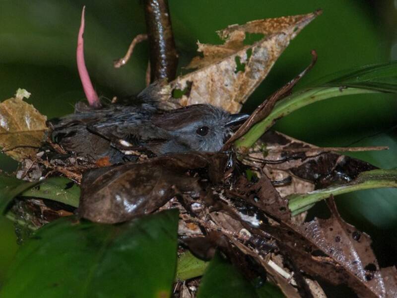 Ash-throated Gnateater, 照片 3