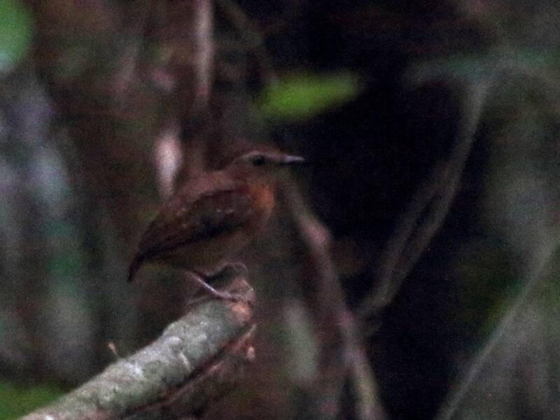 Ash-throated Gnateater, 照片 2