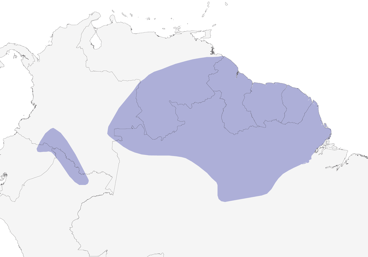 Hormiguerito Alicenizo, Distribución 1