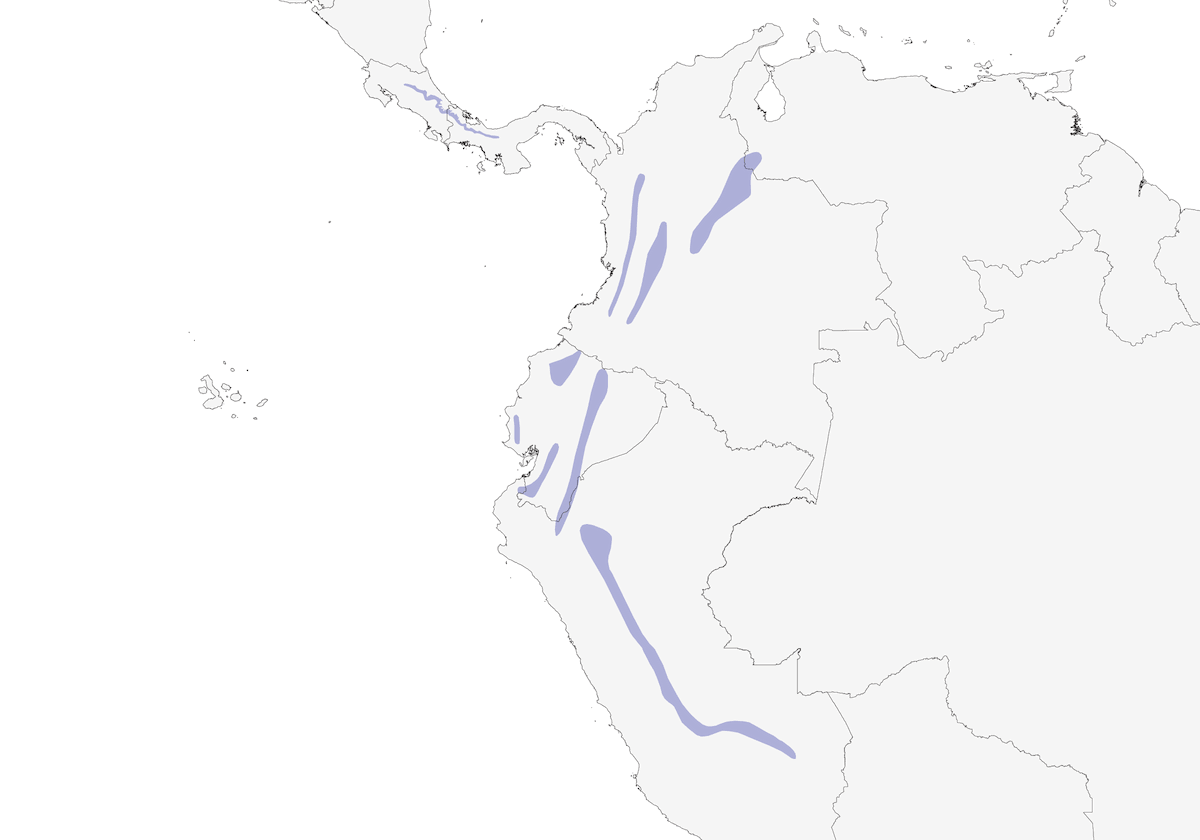 Clorospingo gorjicenizo, Distribución 1