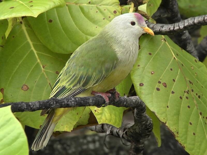 Atoll Fruit-Dove
