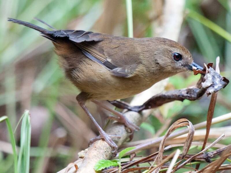 Atherton Scrubwren, Photos 3