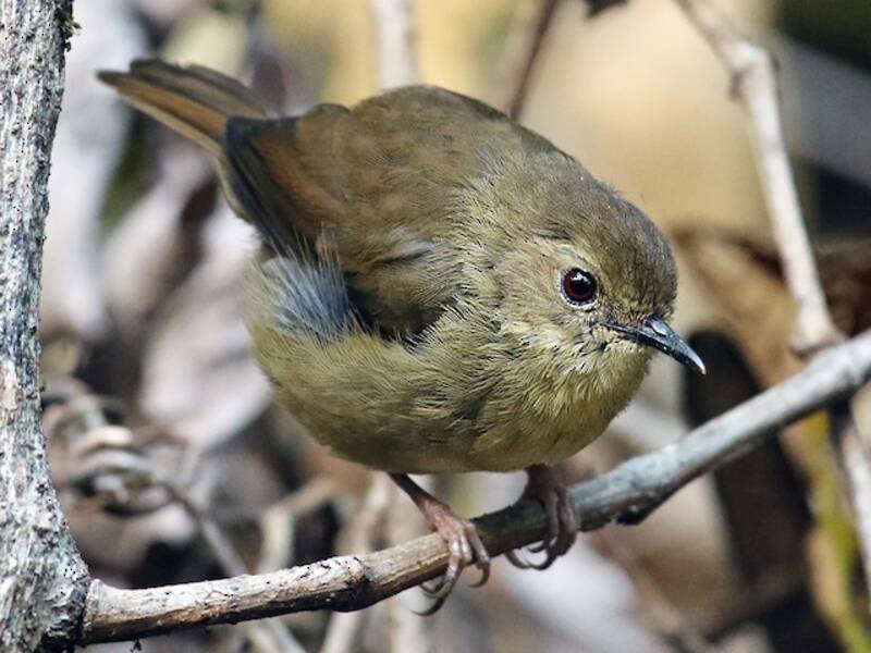 Atherton Scrubwren, Photos 2
