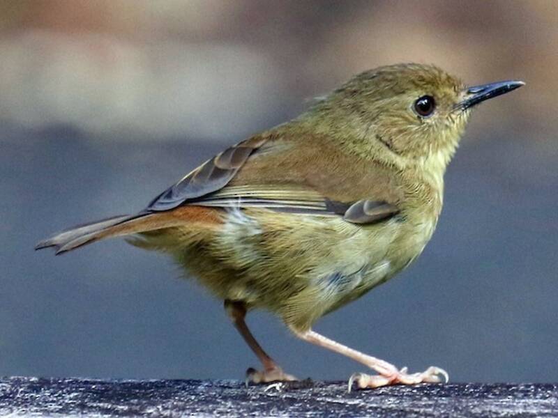 Atherton Scrubwren