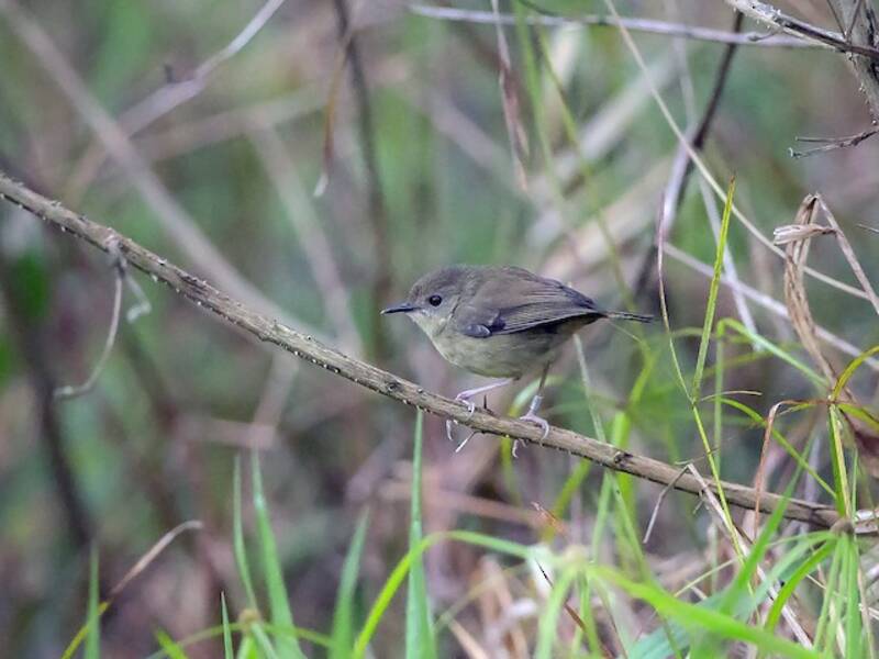 Atherton Scrubwren, Photos 4