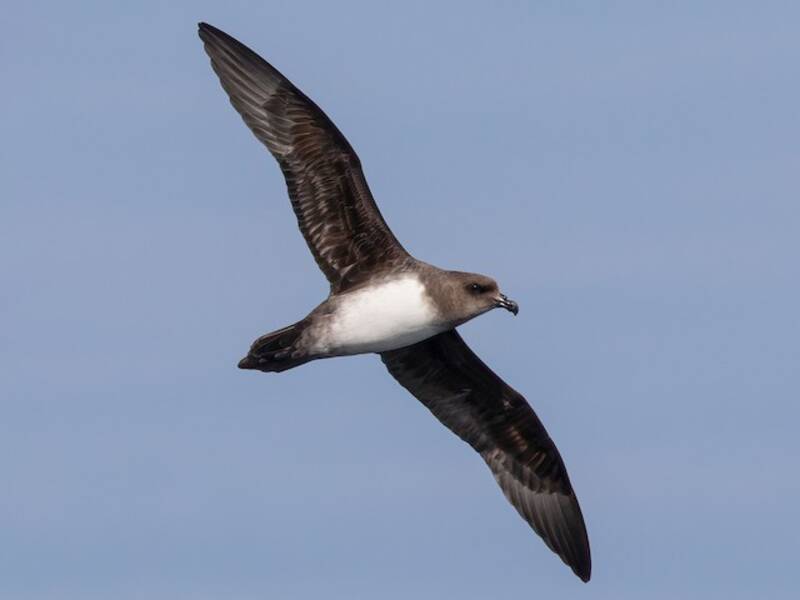 Atlantic Petrel, Photos 3