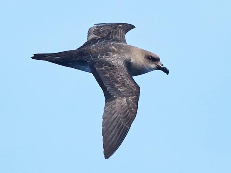 Atlantic Petrel