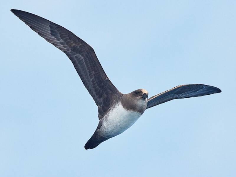 Atlantic Petrel, Photos 2