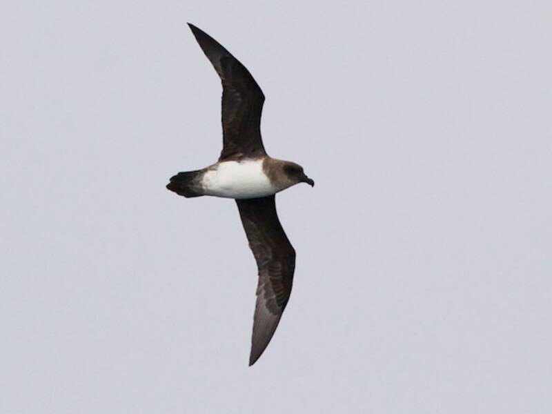 Atlantic Petrel, Photos 4